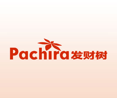 发财树 PACHIRA