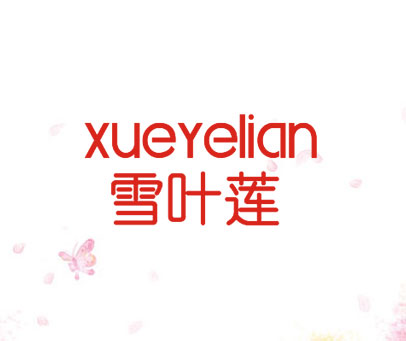 雪叶莲