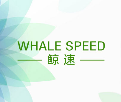 鲸速 WHALE SPEED