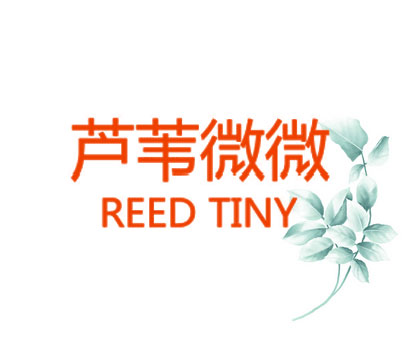 芦苇微微  REED TINY