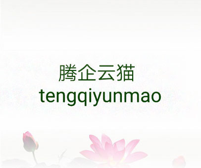 腾企云猫