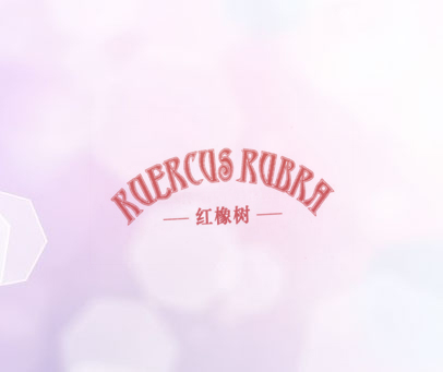 红橡树 KUERCUS RUBRA